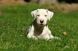 DOGUE ARGENTIN 549
